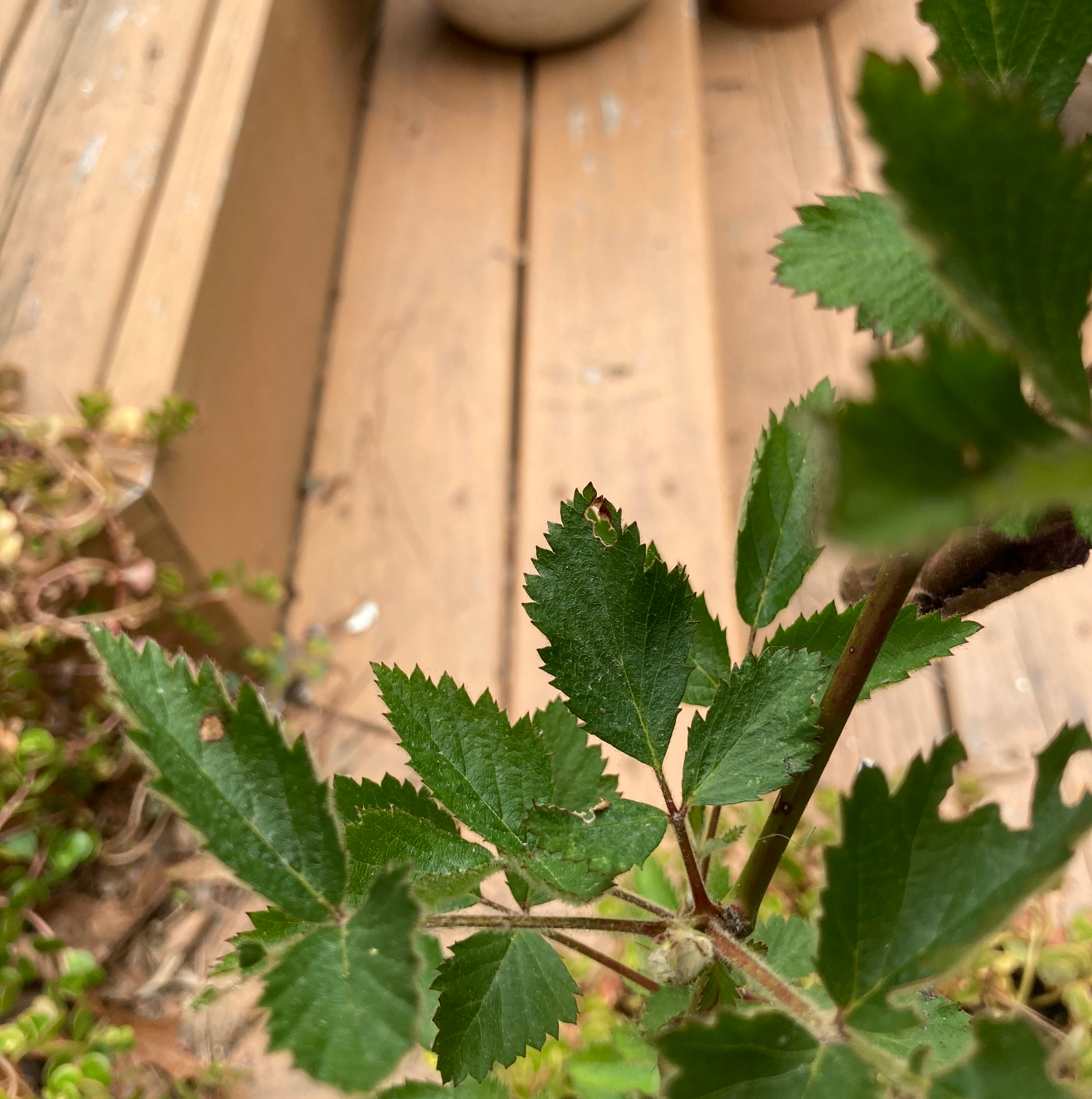 🌞 How Much Sunlight Does My Multiflora Rose Need?