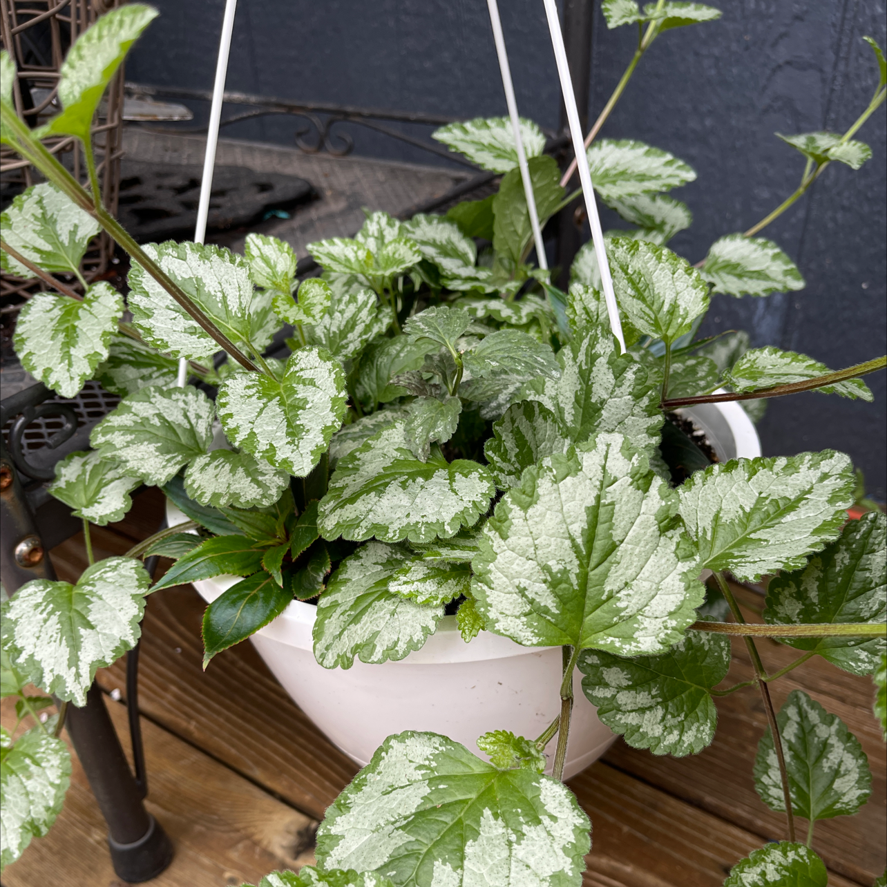 Healthy Yellow Archangel plant in a hanging pot with variegated green and silver-white leaves.