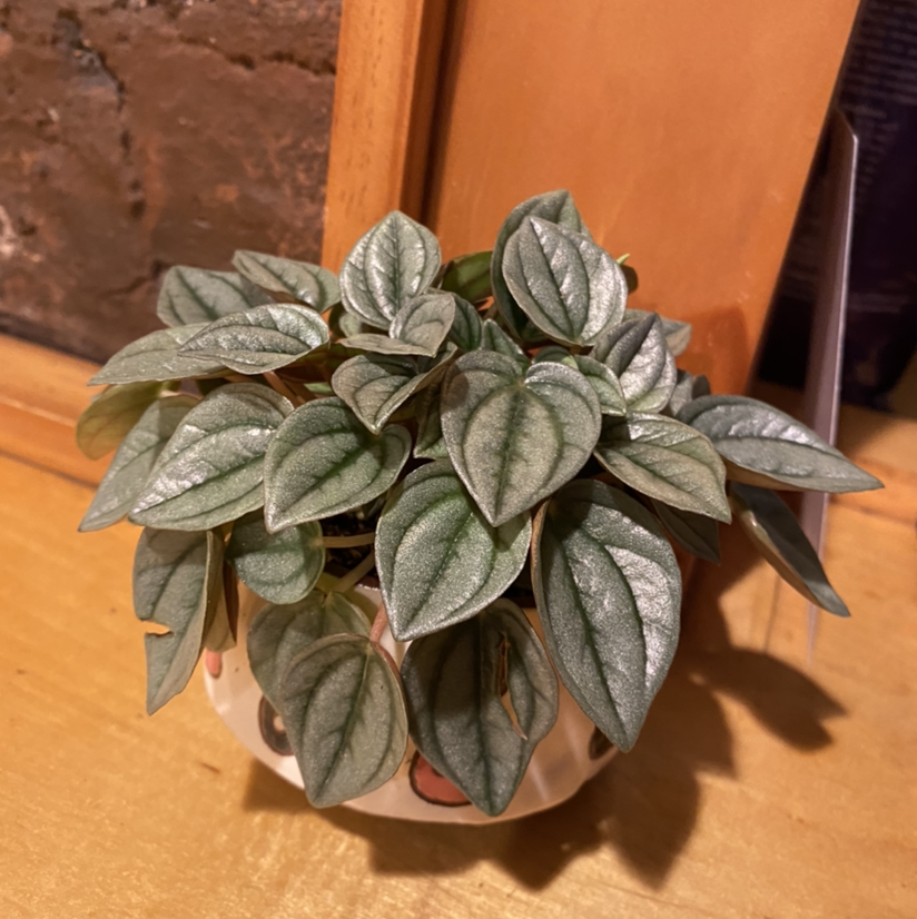 Silver Ripple Peperomia plant in a small pot, healthy with ripple-patterned leaves.