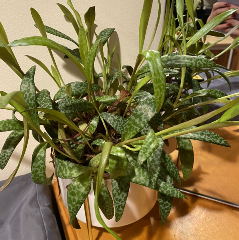 Silver Squill plant with spotted leaves in a pot on a wooden surface.