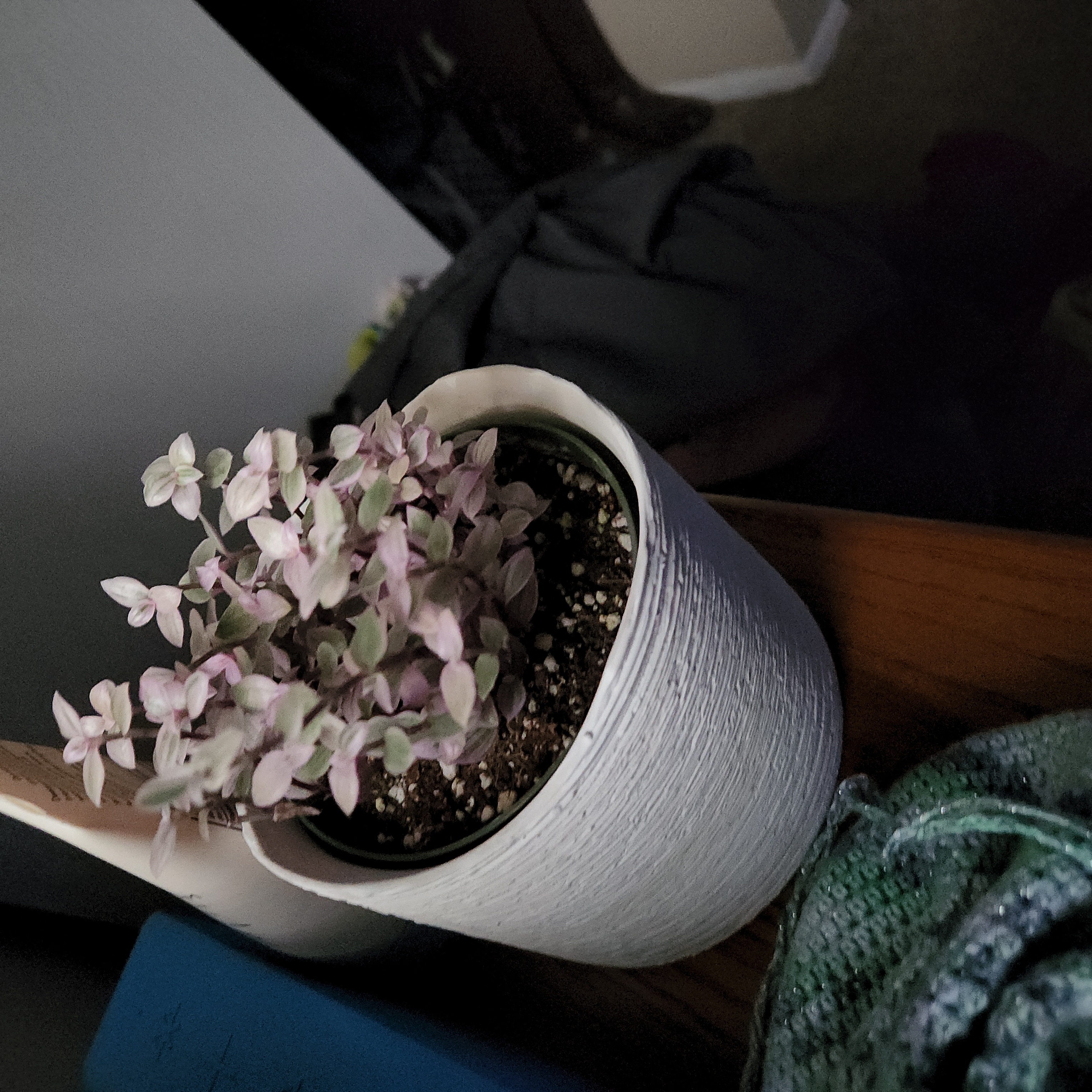 Potted Callisia Pink Panther plant with variegated pink and green leaves.