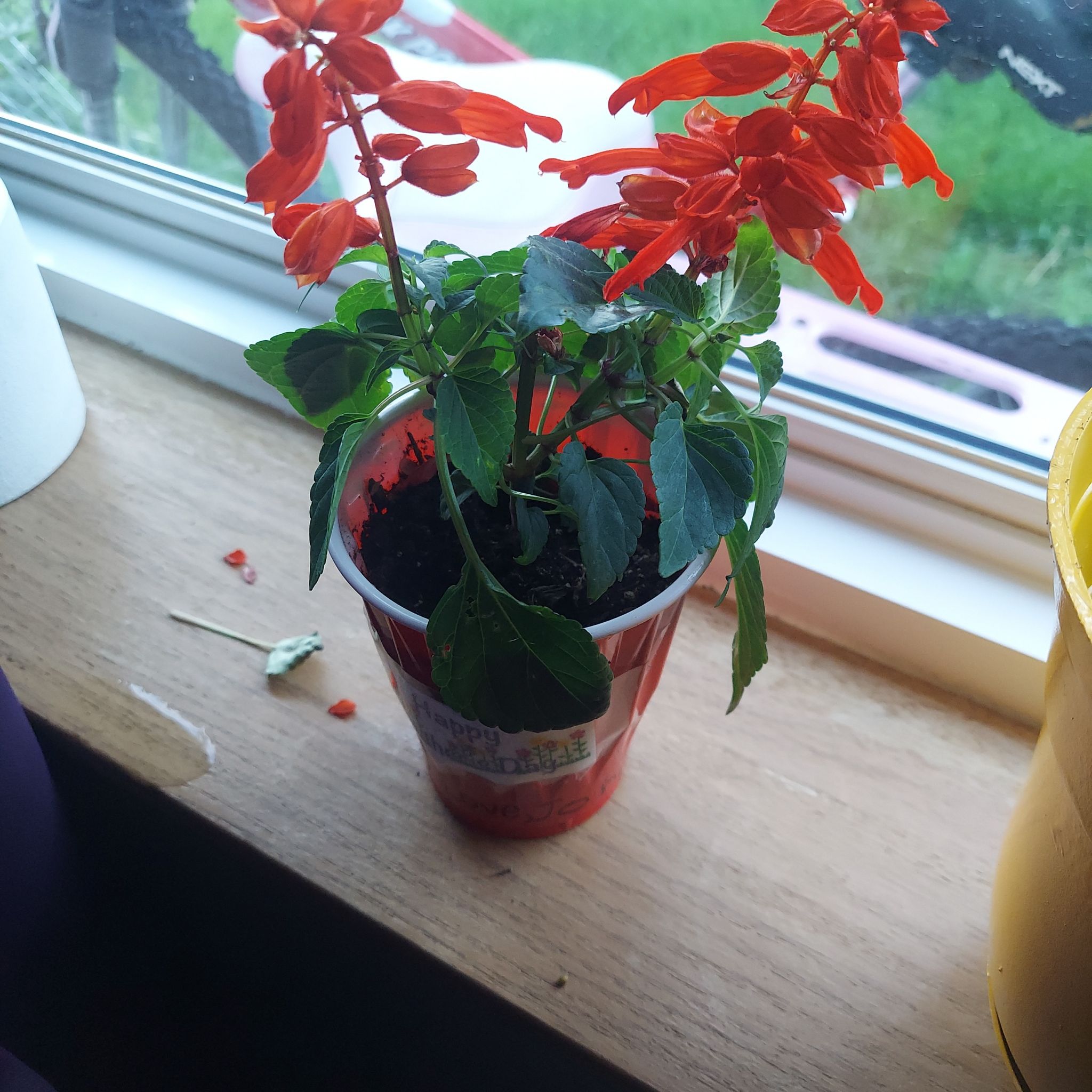 Scarlet Sage plant with red flowers in a container on a windowsill.