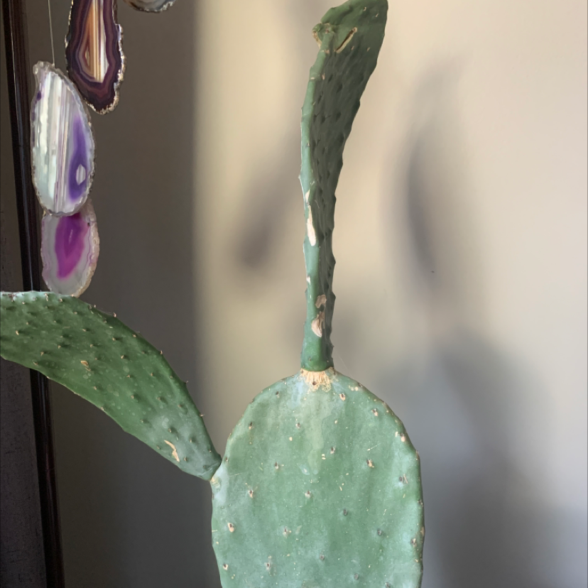 Barbary Fig plant with some pad discoloration and decorative elements hanging nearby.