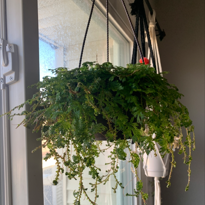 A lush, healthy club moss plant with long feathery green fronds hanging from a pot in front of a window.