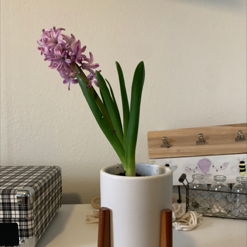 Garden Hyacinth in a white pot with blooming purple flowers and green leaves.