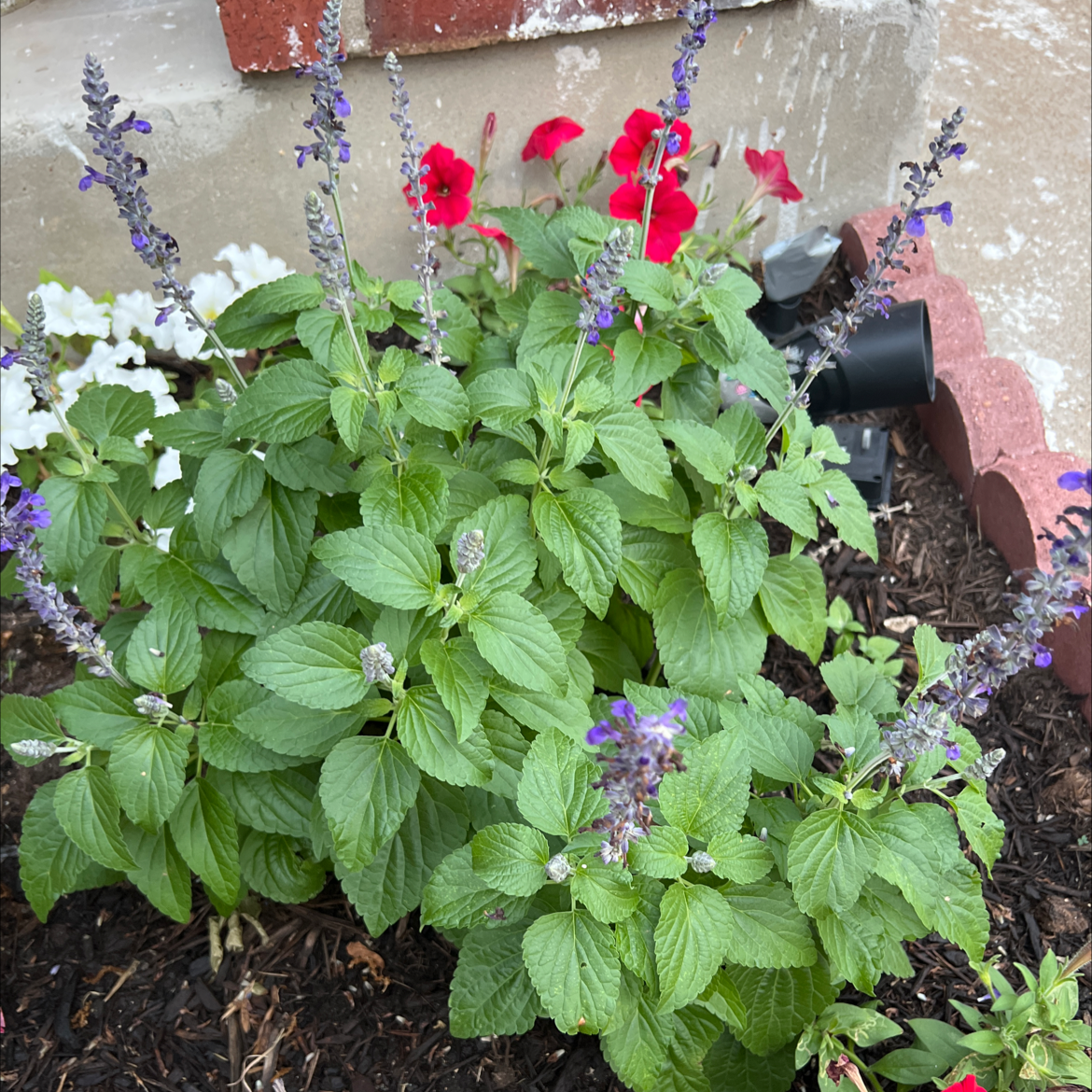 Mealycup Sage plant with green leaves and purple flowers, well-framed and in focus.