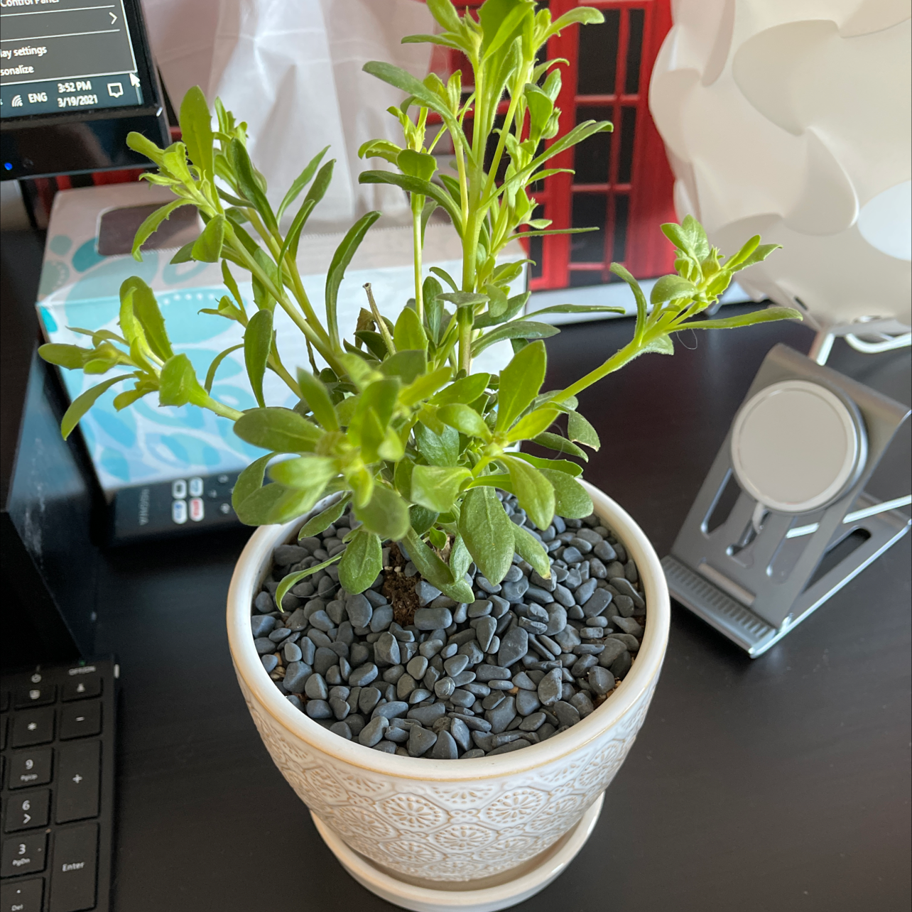 Potted Van Staden's river daisy with green leaves, decorative stones covering soil.