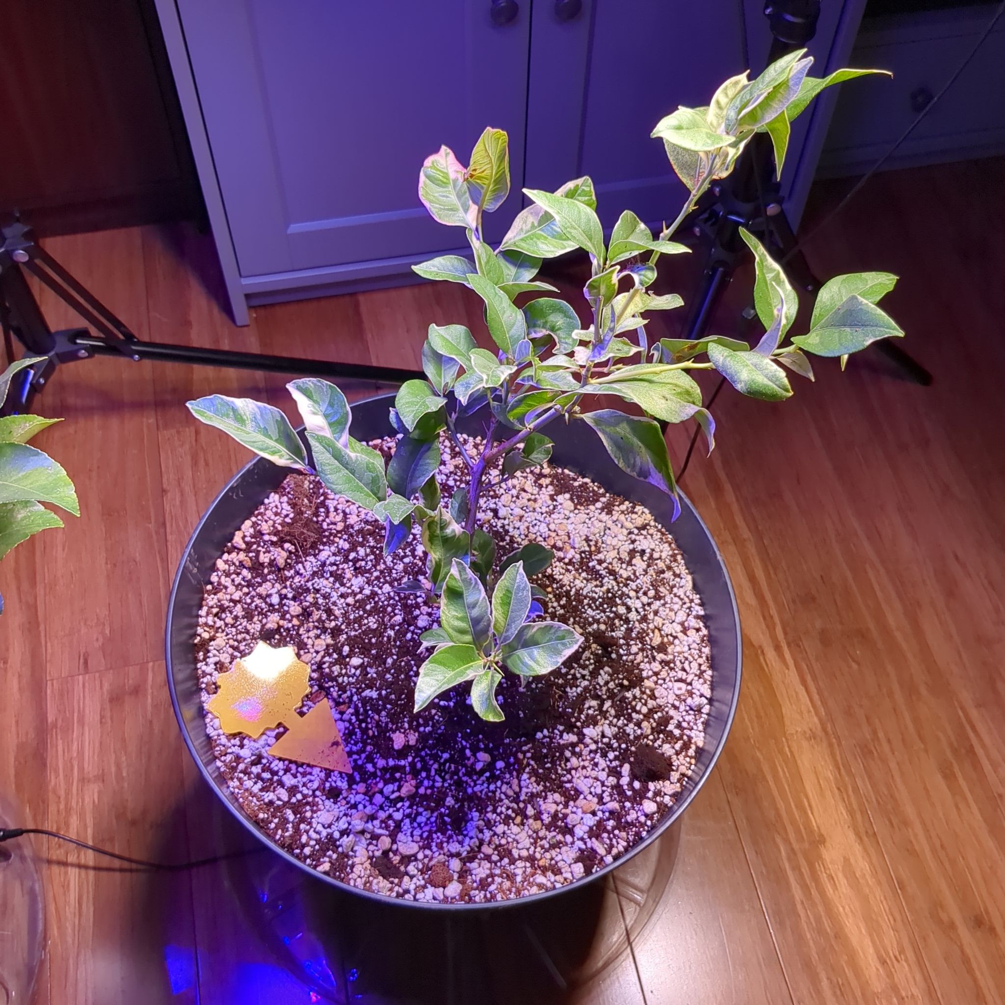 Potted Pink Lemonade Lemon plant with variegated leaves in an indoor setting.