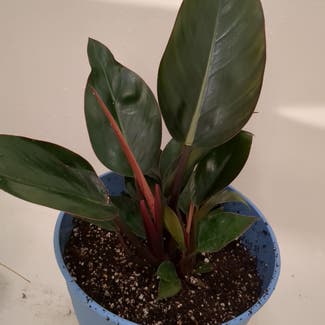 Blushing Philodendron plant in Vancouver, Washington