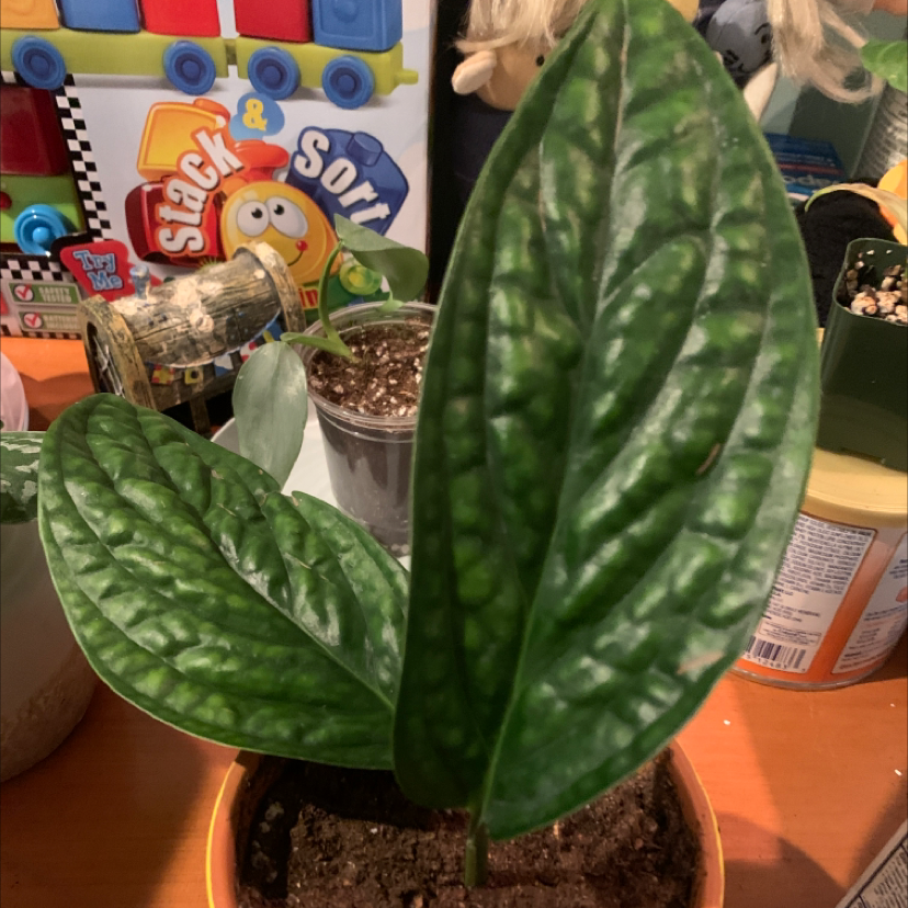 Monstera pinnatipartita plant with two healthy leaves in a pot. Soil is visible.
