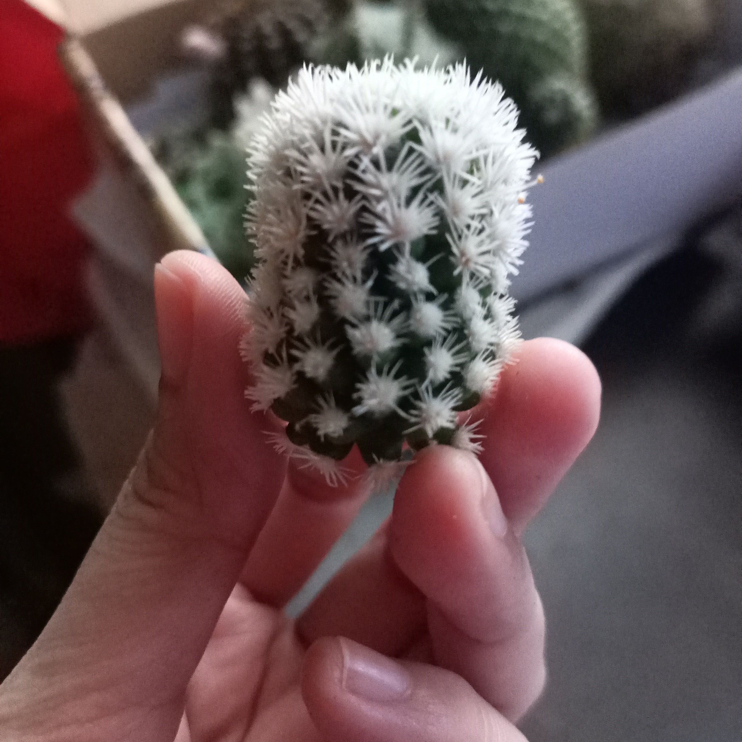 Photo of the plant species Arctic Sweet Coltsfoot by @PurelyRedash named Snowy on Greg, the plant care app
