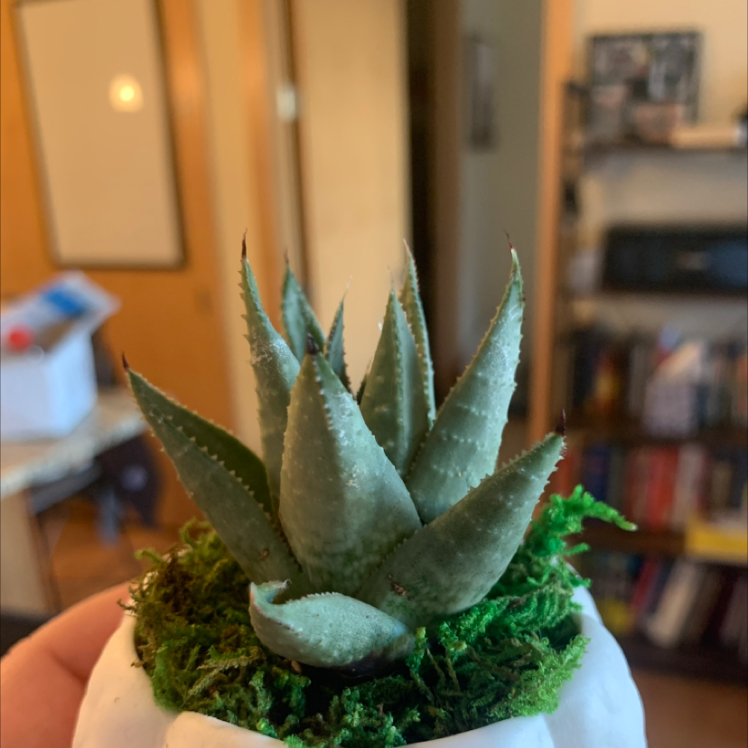 Short-Leaved Aloe plant photo by @Plantkiller named Bet Midler on Greg, the plant care app.