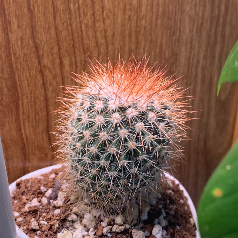 Mammillaria backebergiana cactus in a pot with visible soil and gravel.