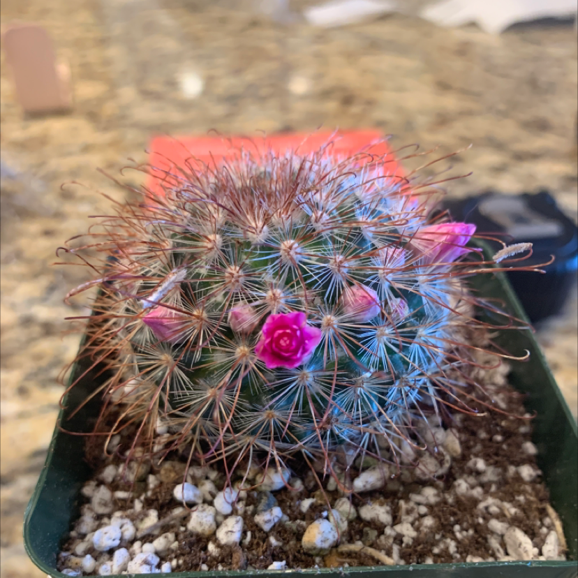 Common Fishhook Cactus with pink flowers in a pot with visible soil.