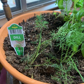 Dill plant in Duncan, Oklahoma