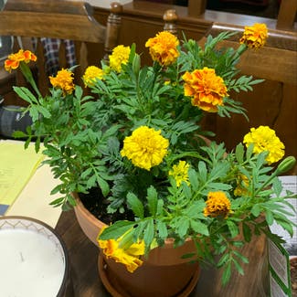 African Marigold plant in Duncan, Oklahoma