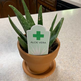 Aloe Vera plant in Duncan, Oklahoma
