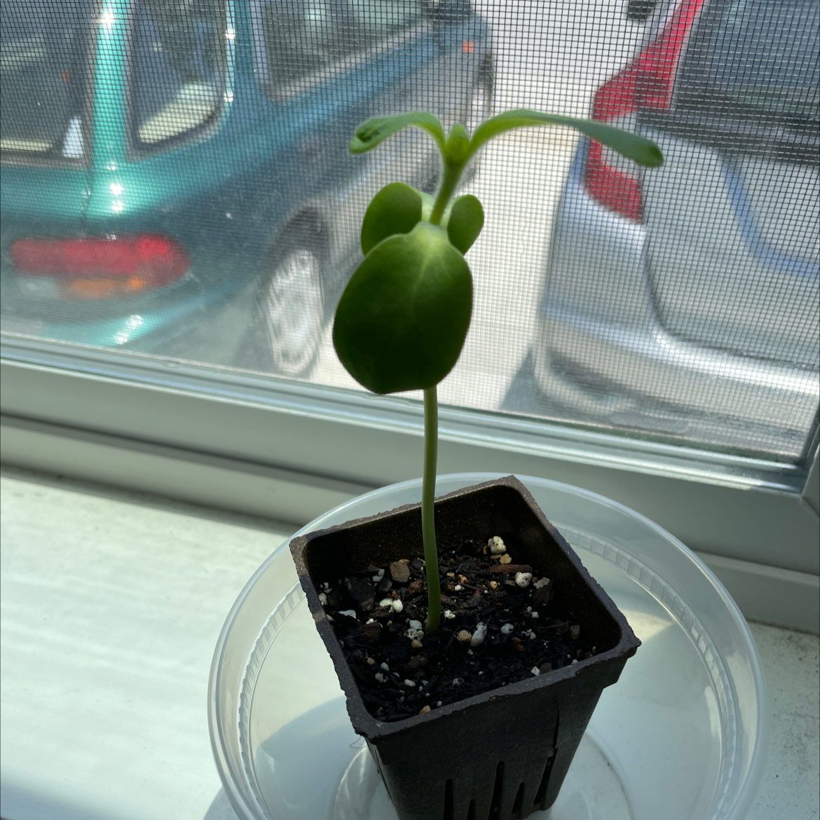 A healthy young sunflower seedling with two large green leaves growing in a small black plastic pot on a sunny windowsill.