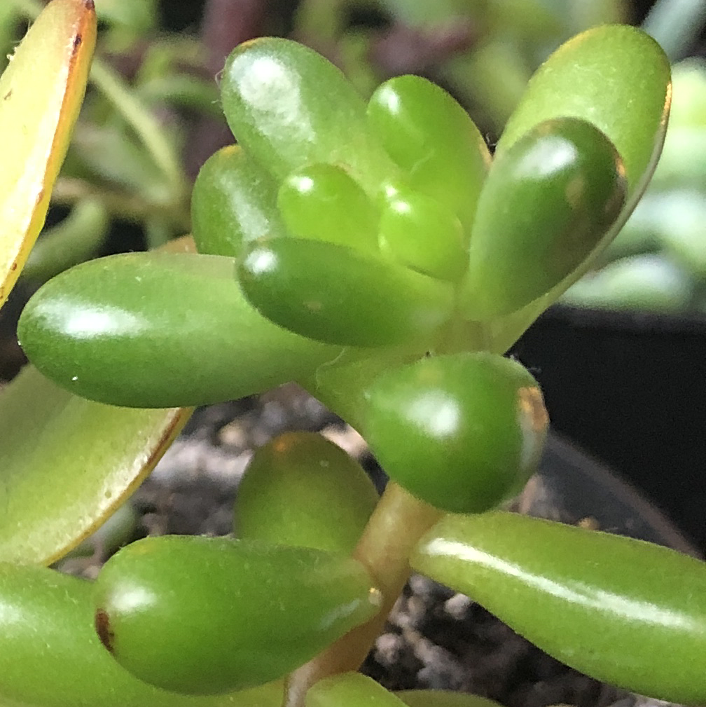 Close-up of a healthy Jelly Bean Plant (Sedum rubrotinctum) with vibrant green leaves.
