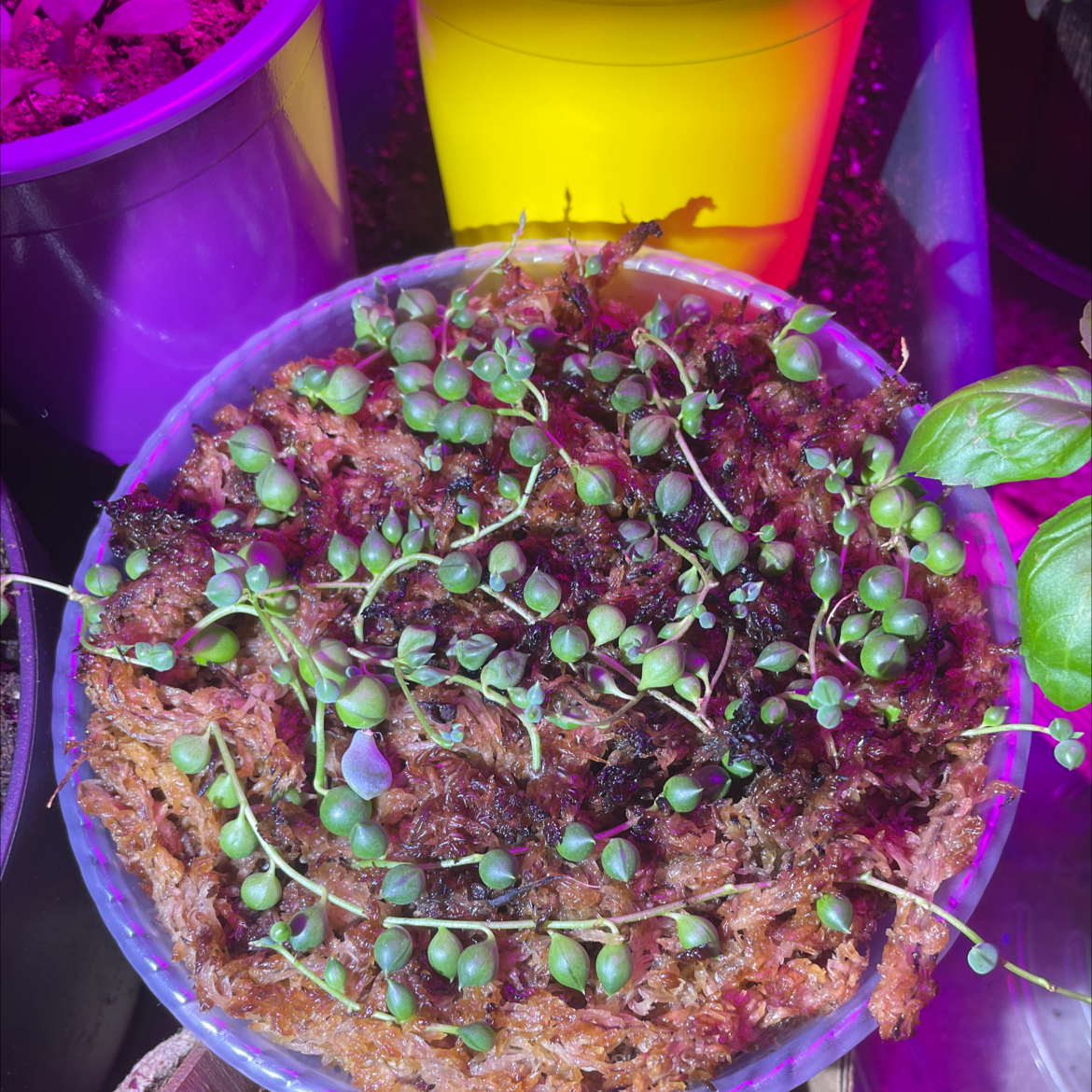 Photo of the plant species Creeping Snowberry by @MGS named String of pearls on Greg, the plant care app
