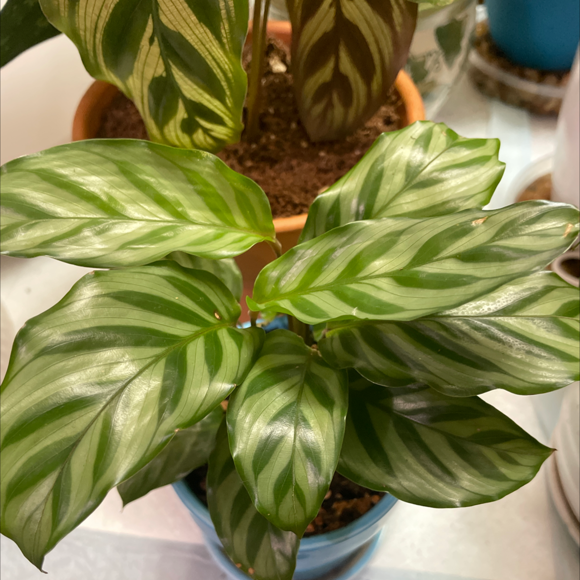 Calathea 'Freddie' plant with vibrant green and white striped leaves in a pot.
