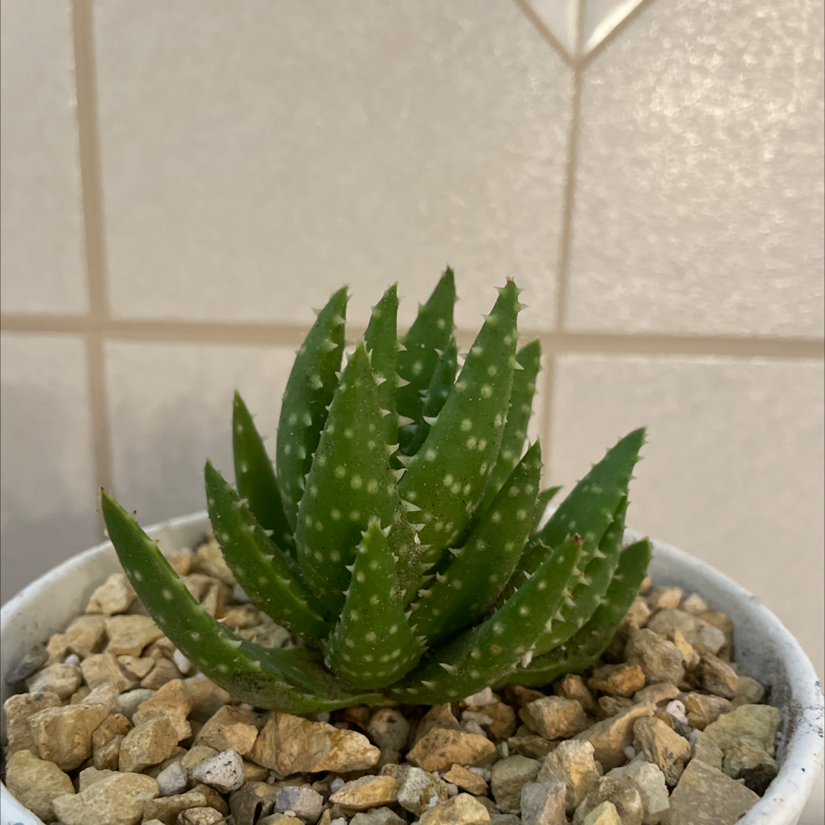 Short-Leaved Aloe plant in a pot with gravel, healthy and well-framed.