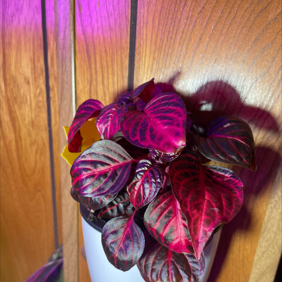 Close-up of a healthy Herbst's Bloodleaf plant with vibrant pink and burgundy veined leaves, well-framed and in focus.