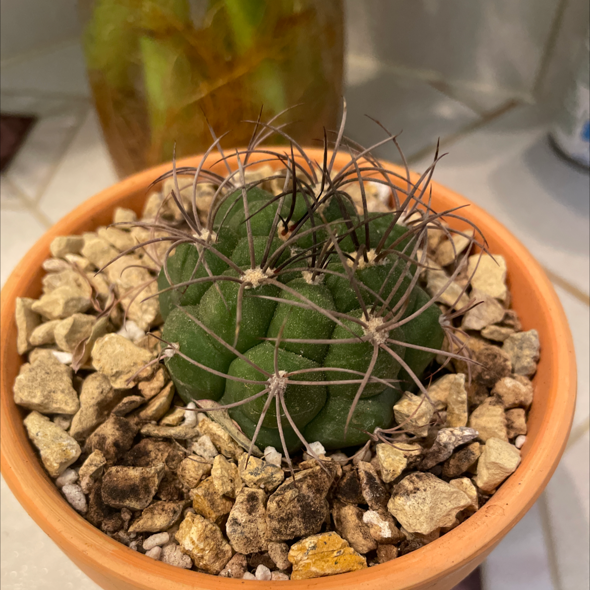 Texas Barrel Cactus in a terracotta pot with rocky soil, appears healthy.