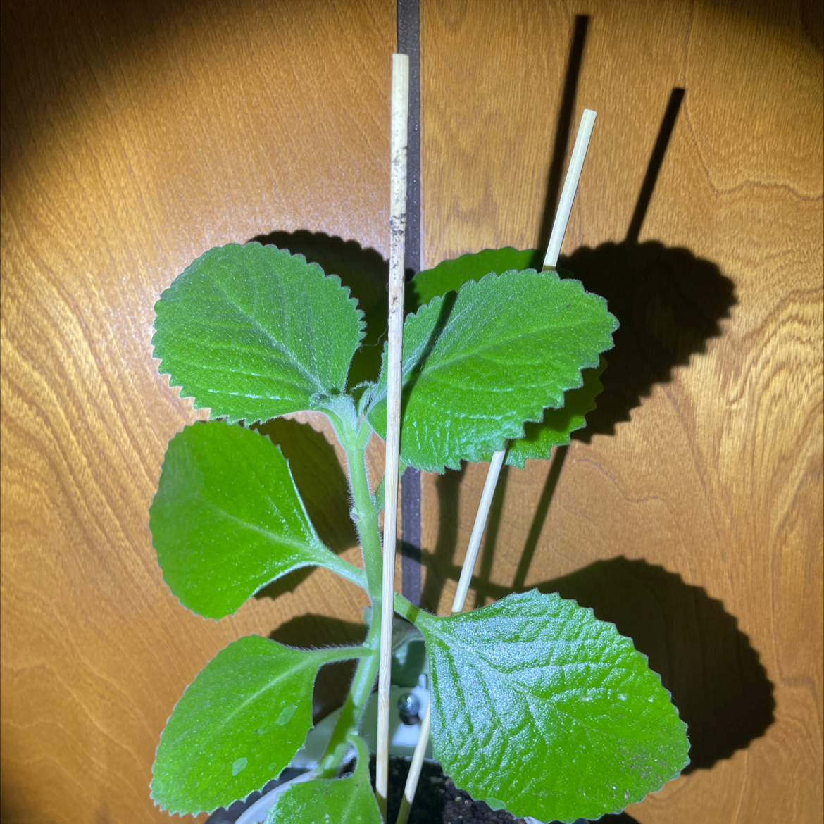 Healthy Mexican Mint plant with green leaves supported by two sticks.