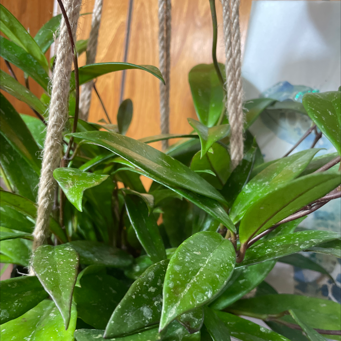 Hoya Pubicalyx plant with healthy green leaves in a hanging planter.