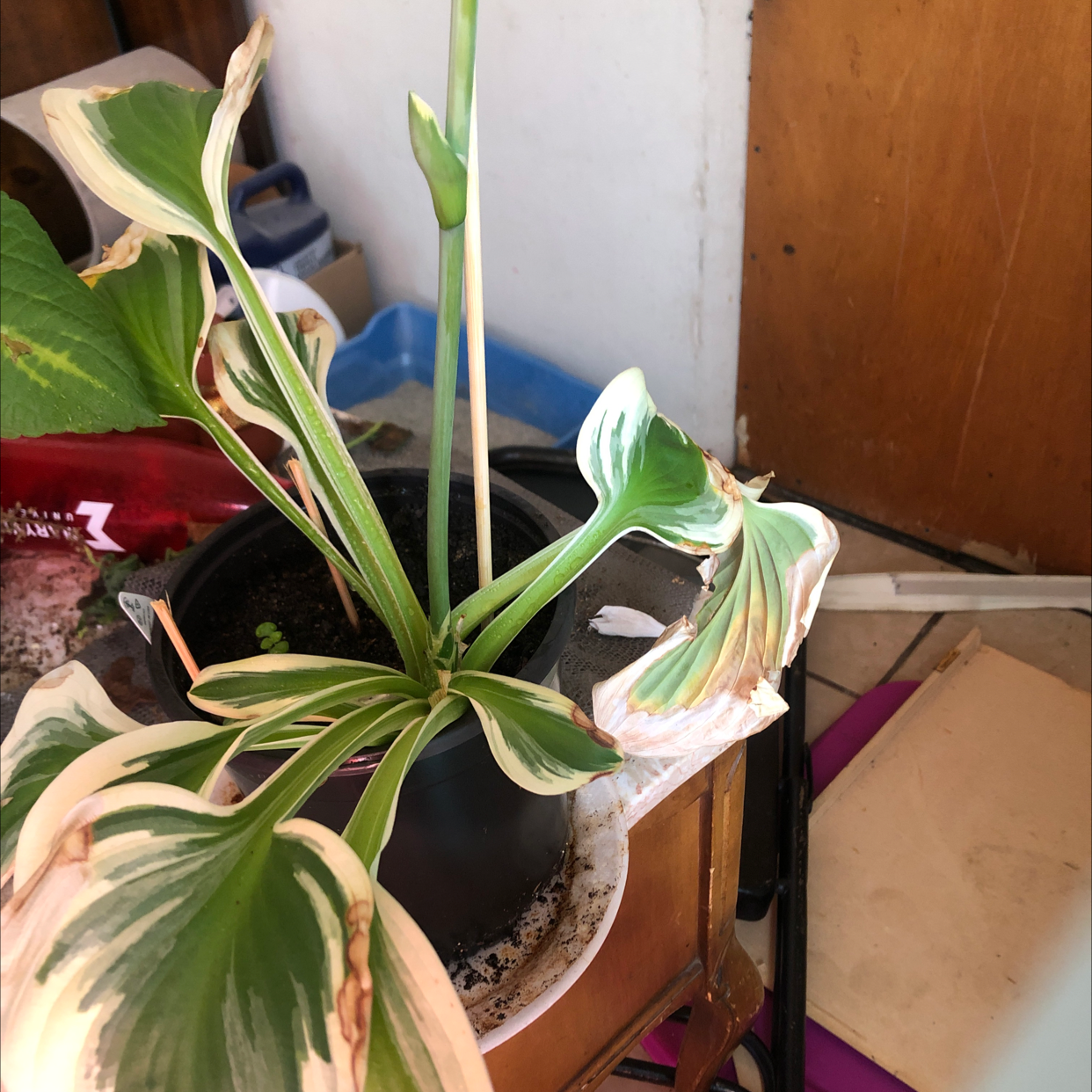 Potted Hosta sieboldii plant with variegated leaves showing browning edges, placed indoors on a small table.