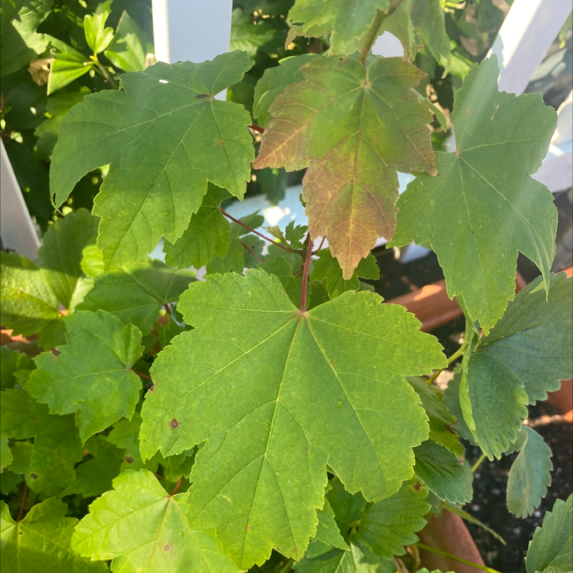 Drummond's Maple plant with some browning leaves, partially visible soil in a pot.