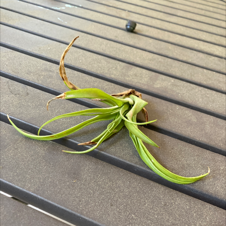 Tillandsia harrisii plant on a slatted surface with some browning leaf tips.