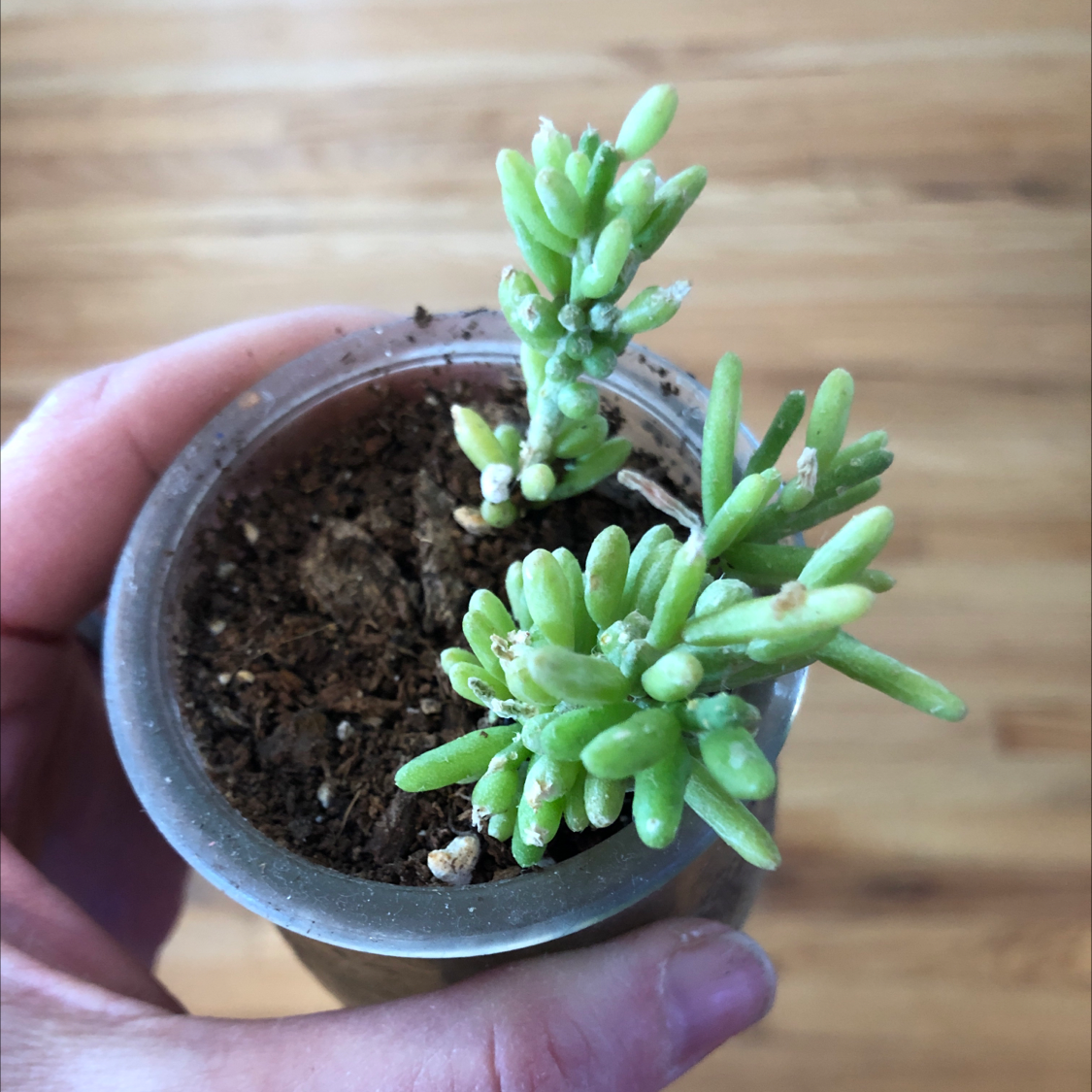 Healthy green succulent Moss Rose Purselane plant held in a hand, showing plump leaves and moist soil in a gray pot.