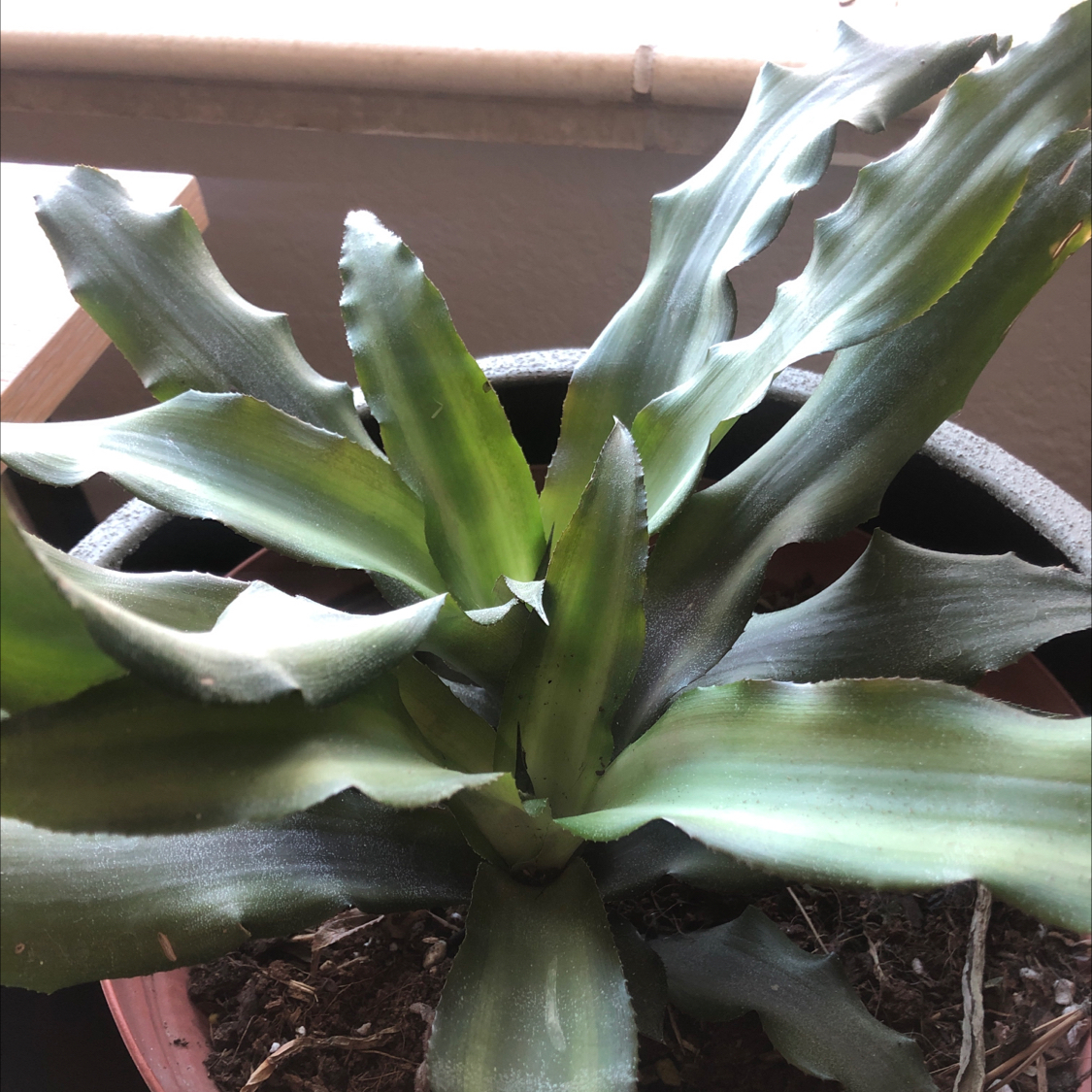 Earth Stars plant with long, wavy green leaves in a pot with visible soil.