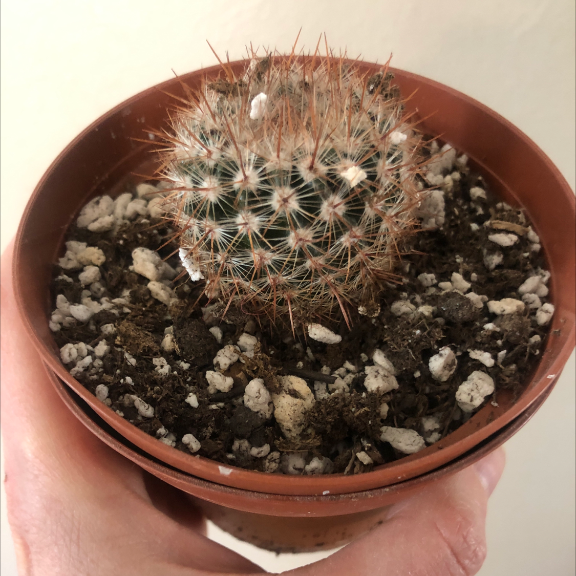 Correll's Hedgehog Cactus in a pot with visible soil, held by a hand.