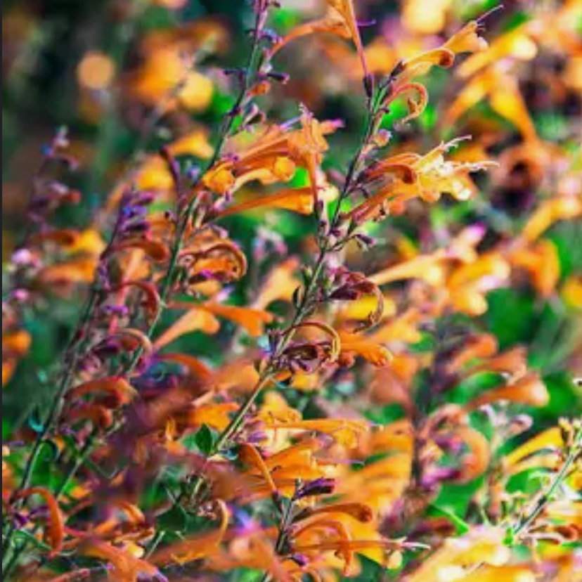 Photo of the plant species Tango Hummingbird Mint by @SoundlyBeech named Nemo on Greg, the plant care app