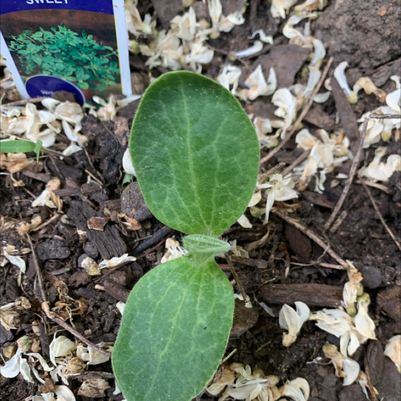 Photo of the plant species Checkered Rattlesnake Plantain by @GuruApricot named Mystery on Greg, the plant care app