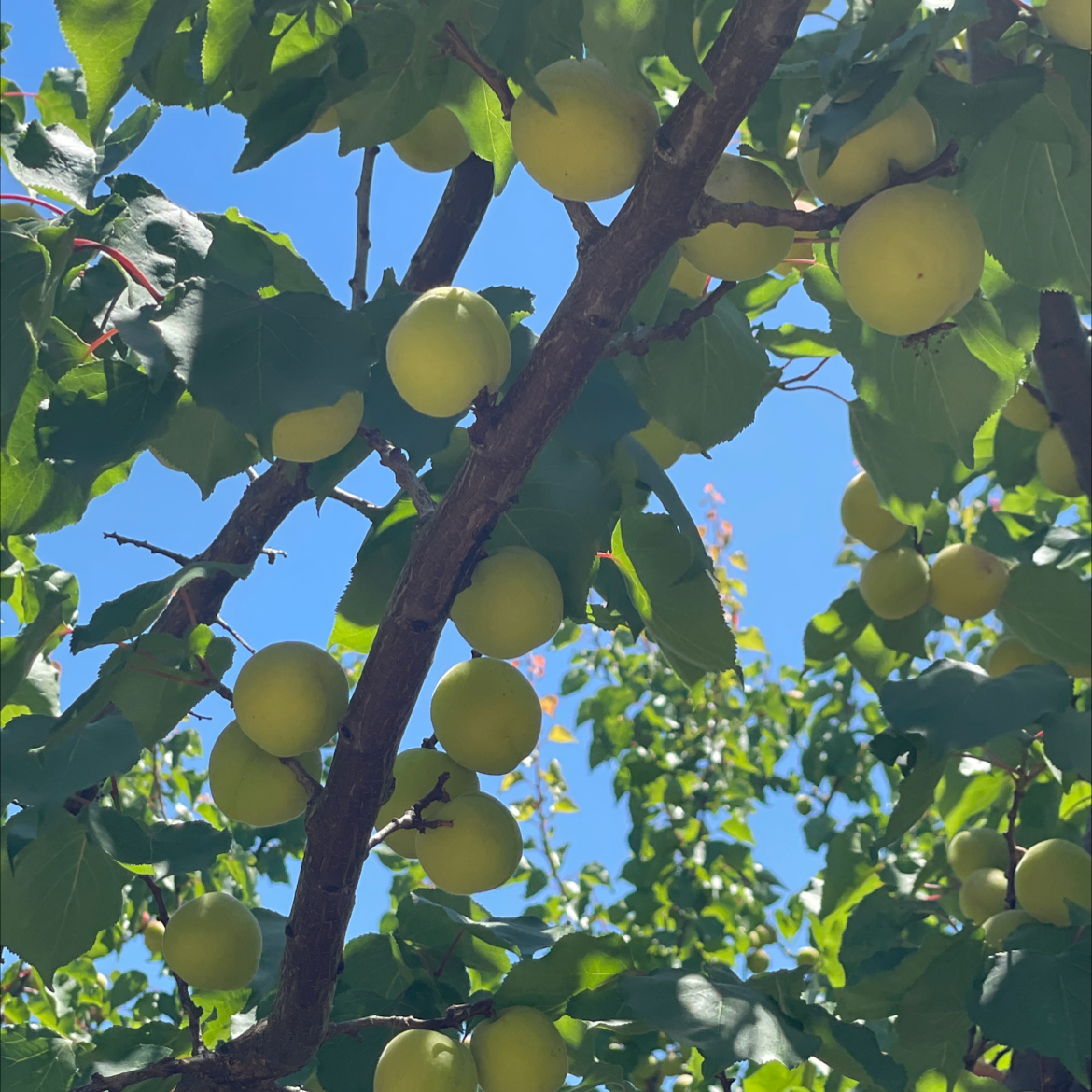 Tree with green apricots and healthy leaves against a clear sky.