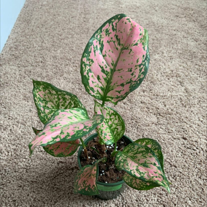 Pink Dalmatian Aglaonema plant with variegated pink and green leaves in a pot on a carpet.