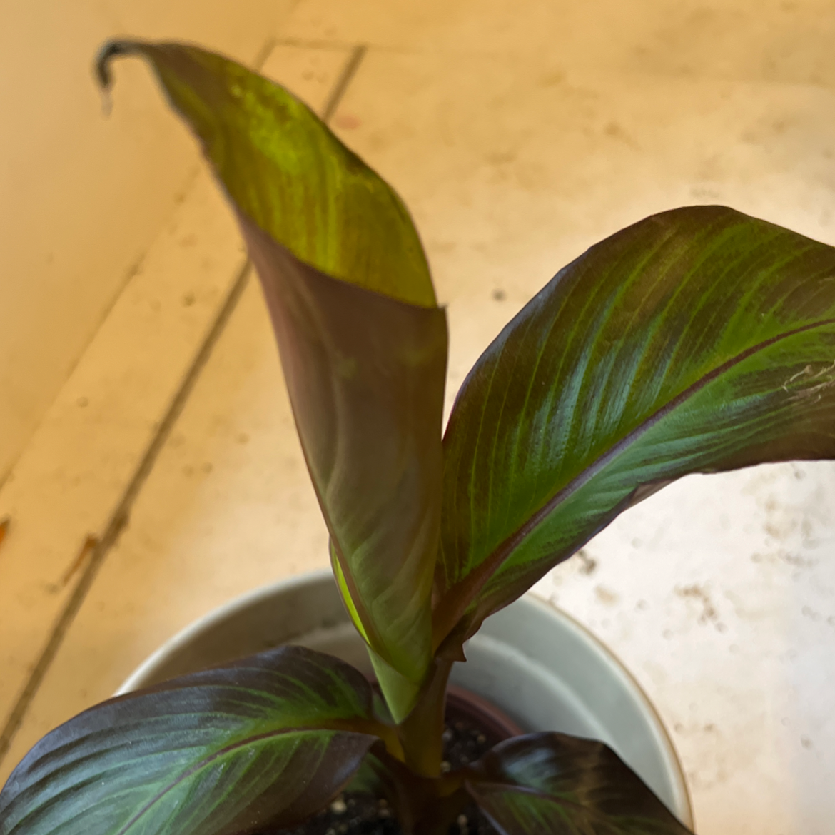Young Abyssinian Banana plant with broad, dark green leaves in a pot.