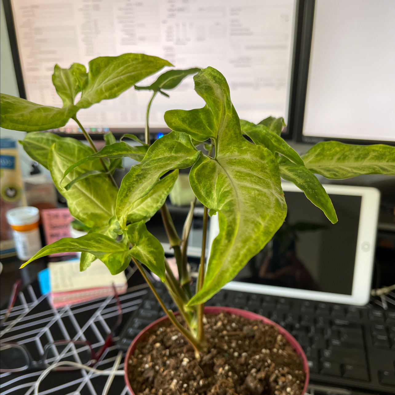 Photo of the plant species Syngonium 'Trileaf Wonder' by @JazzedTomato named Mollie on Greg, the plant care app