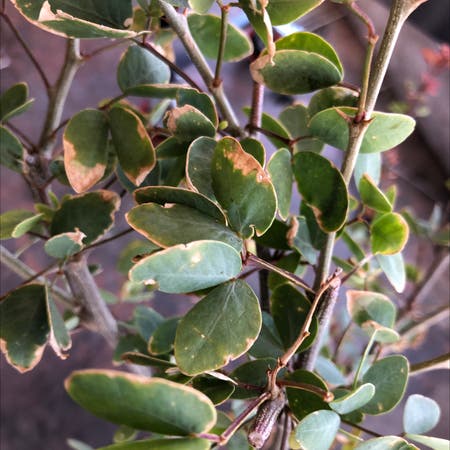 Photo of the plant species Pithecellobium Dulce by Sandra named Your plant on Greg, the plant care app