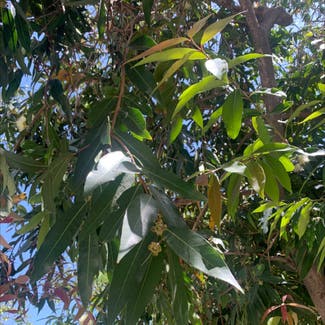 Malabar Plum plant in Santa Ana, California