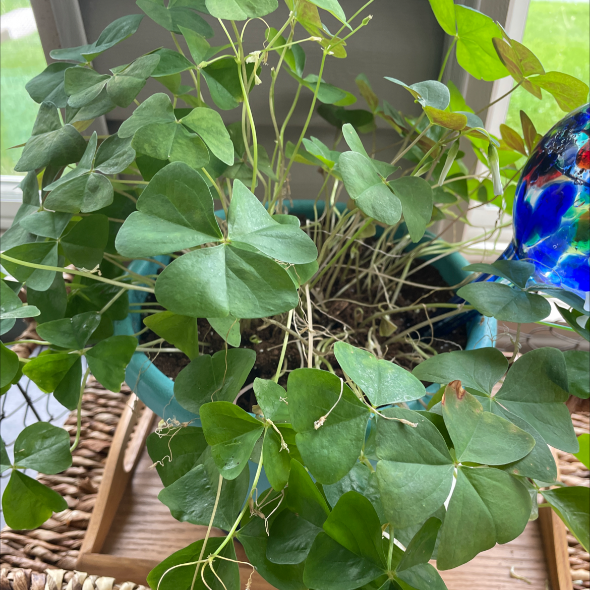 Shamrock plant with green, clover-like leaves in a pot on a woven surface.