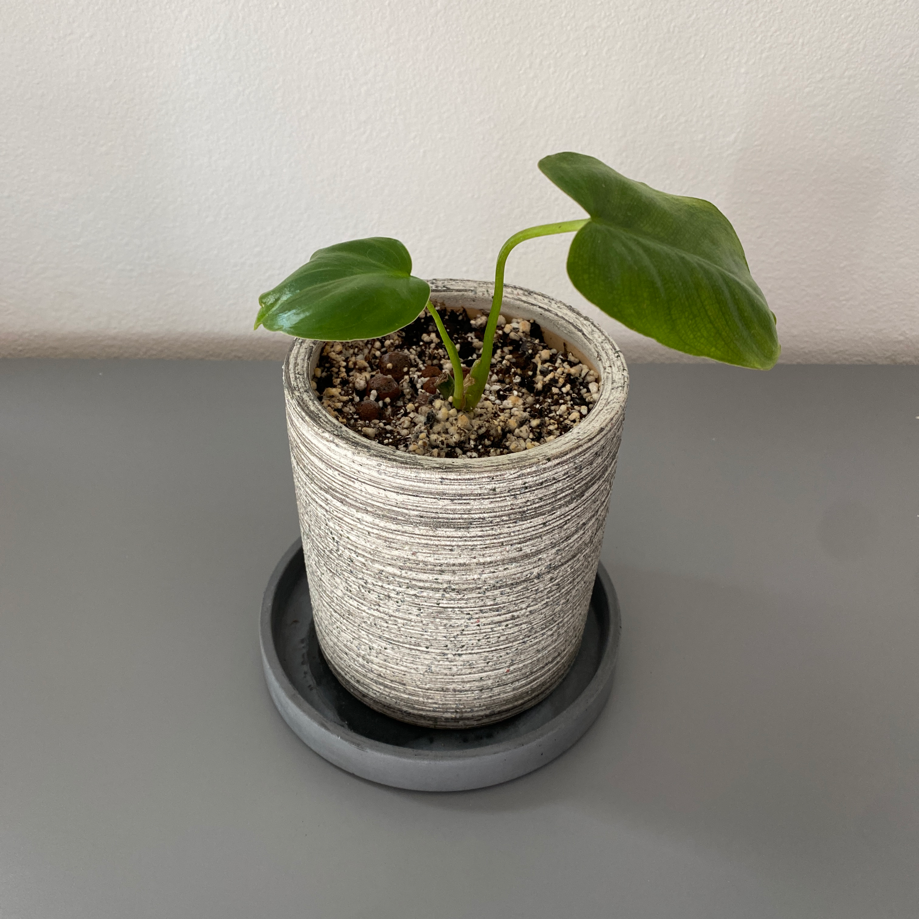 Potted Burle Marx Variegata plant with two green leaves and visible soil.