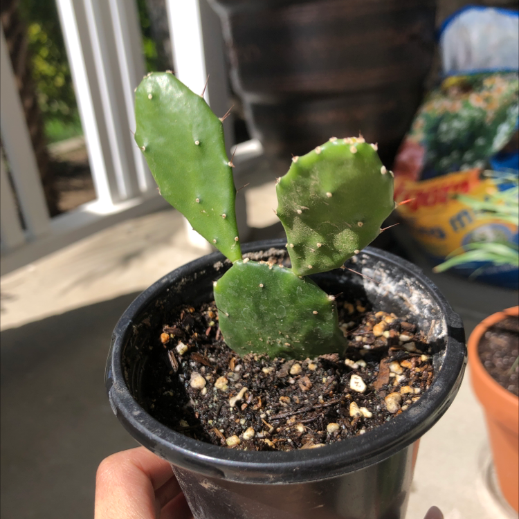 Small Brazilian Pricklypear cactus in a black pot with visible soil.