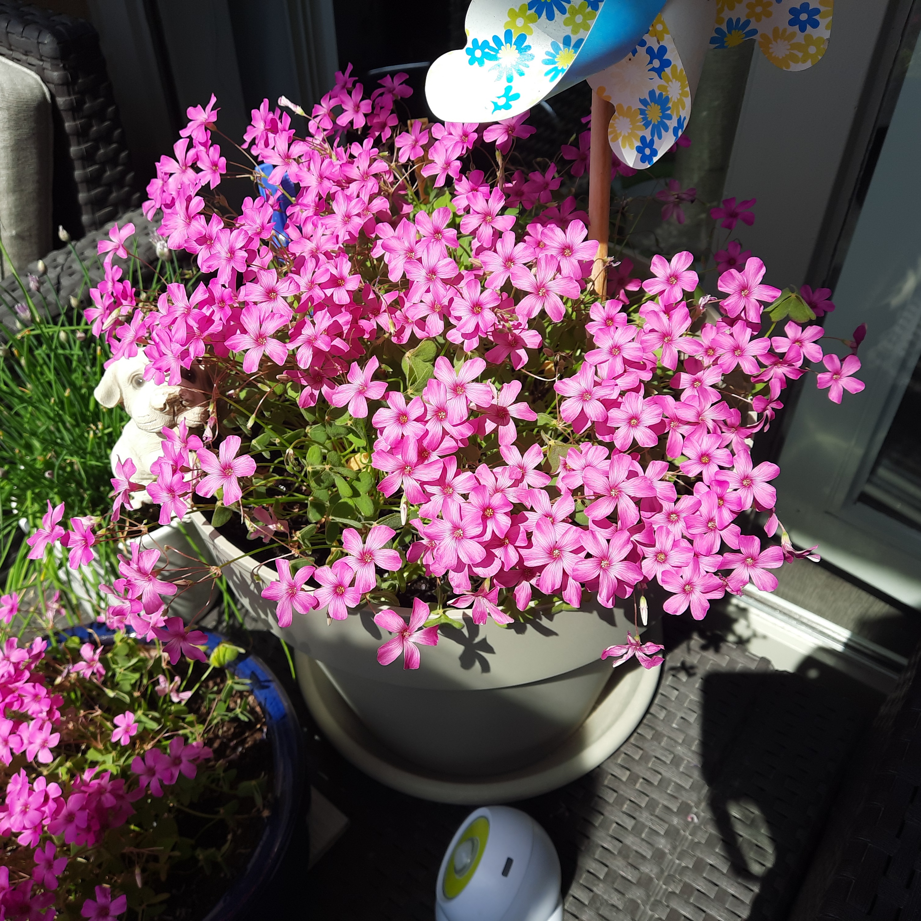 A healthy Moss Phlox plant in full bloom with vibrant pink flowers in a pot.