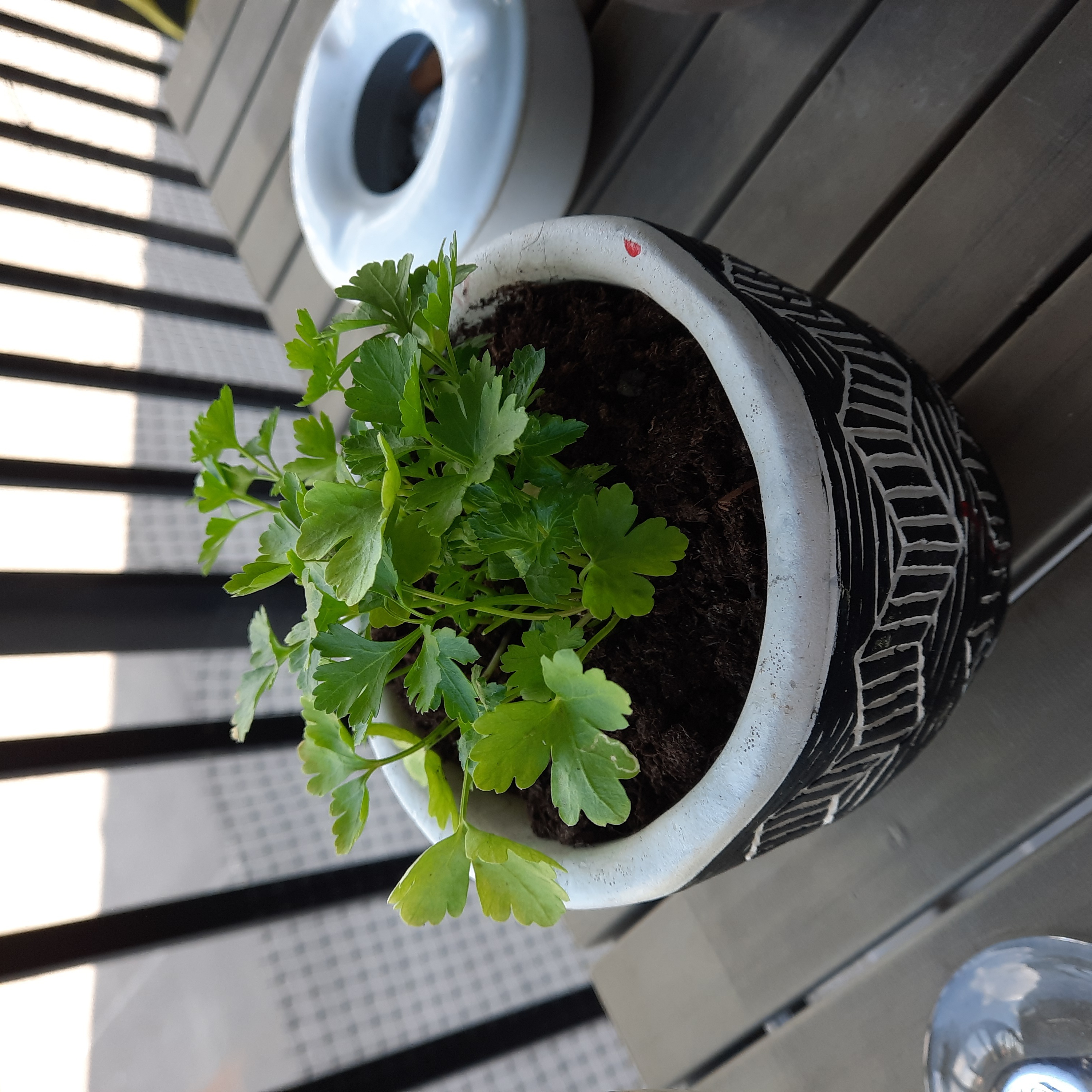 Potted Leaf Celery plant with vibrant green leaves on a table.