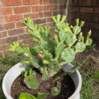 Smooth Prickly Pear plant in Gilbert, South Carolina